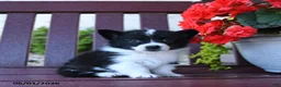 Mixed Breed dogs for sale: Barbie - Ad 3