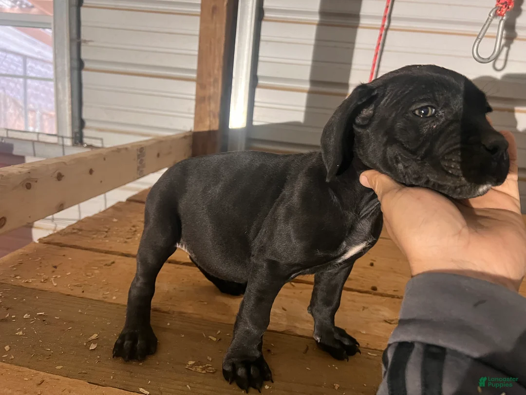 Cane Corso dogs for sale: Cane Corso Puppy 3 - Ad 4