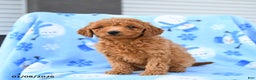 Mini Goldendoodle dogs for sale: Wicker - Ad 5