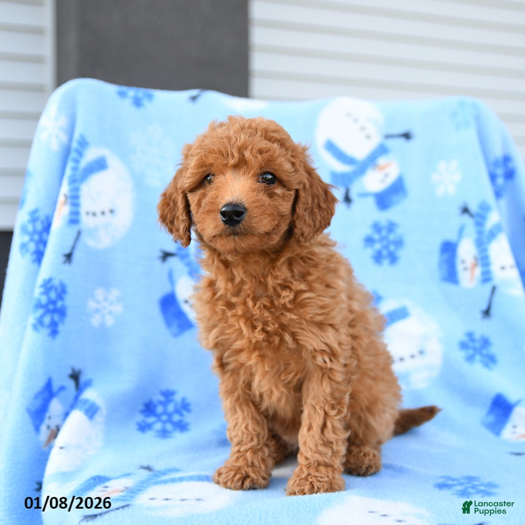 Mini Goldendoodle dogs for sale: Wicker - Ad 5