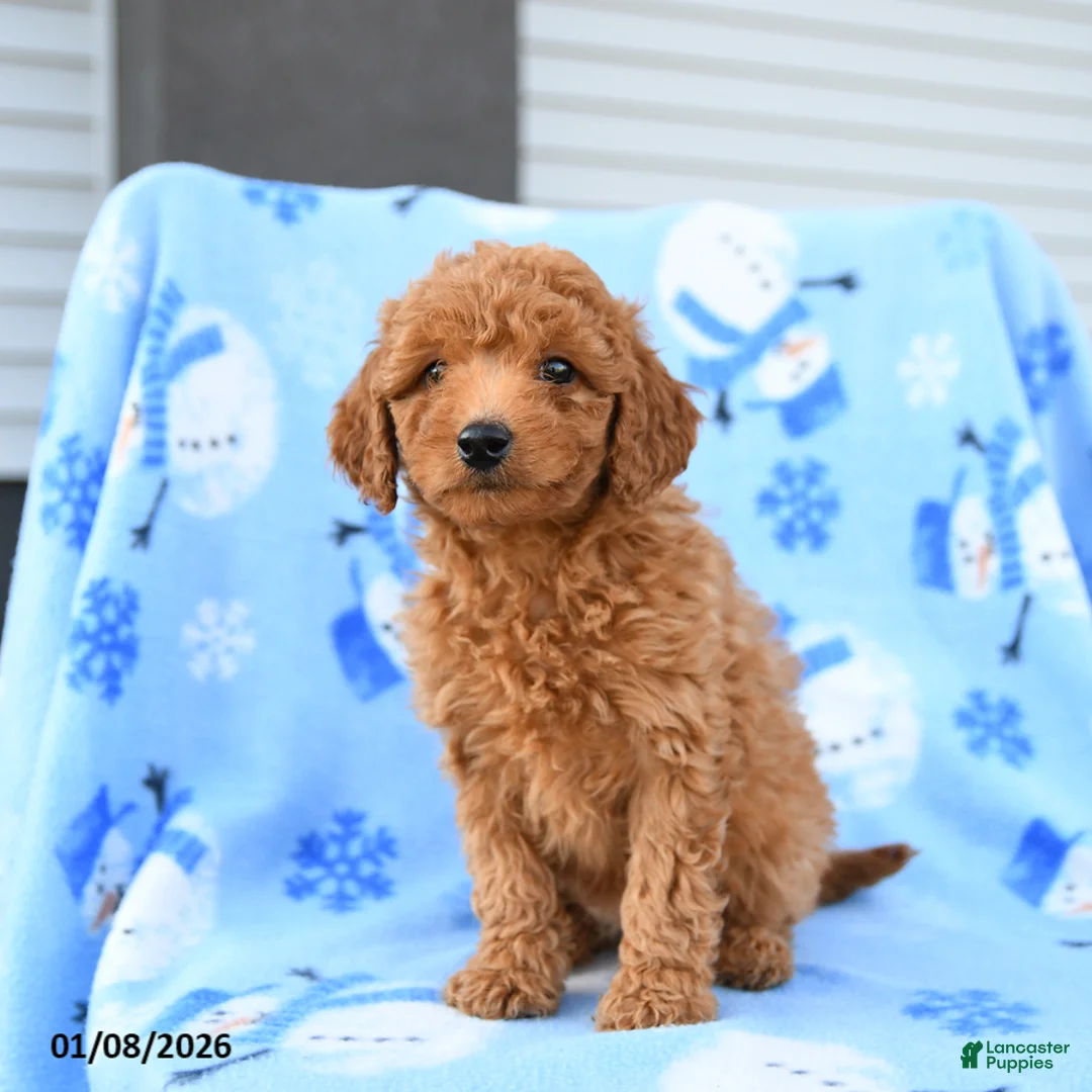 Mini Goldendoodle dogs for sale: Wicker - Ad 5