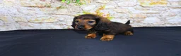 Miniature Dachshund dogs for sale: Lizz - Ad 8