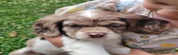 Mixed Breed dogs for sale: Rosie - Ad 4