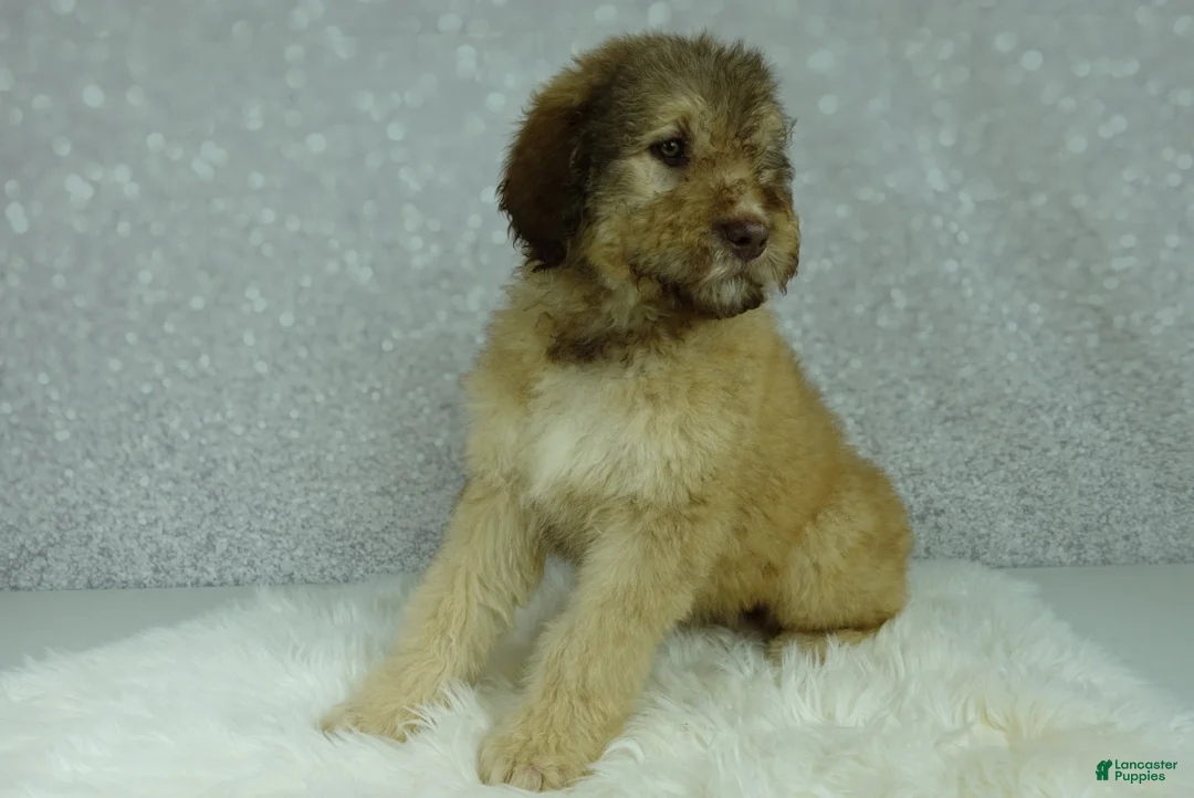 Newfypoo dogs for sale: Nero - Ad 9