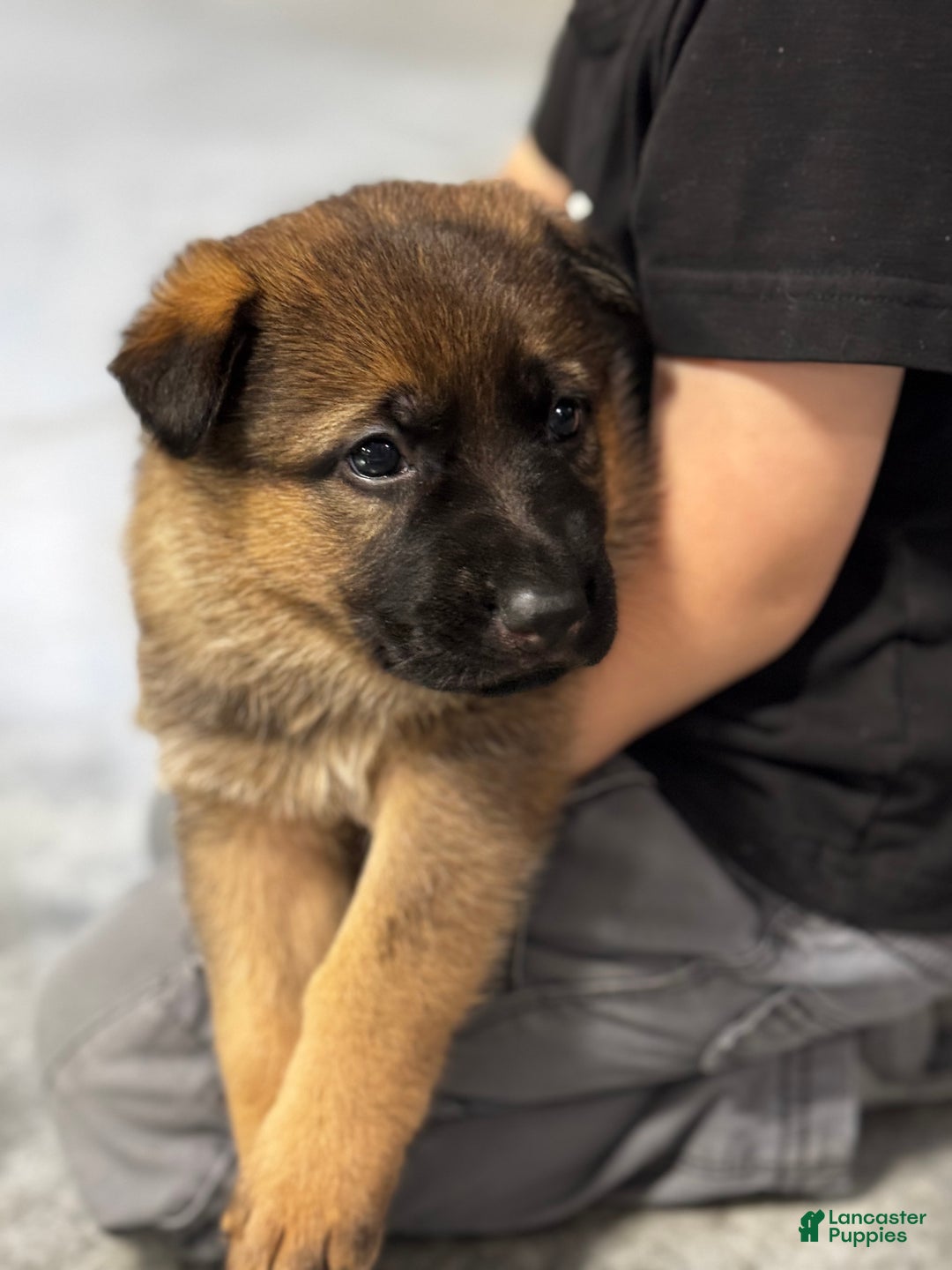 German Shepherd dogs for sale: Denver - Ad 9