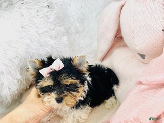 Yorkshire Terrier dogs - Ad 8