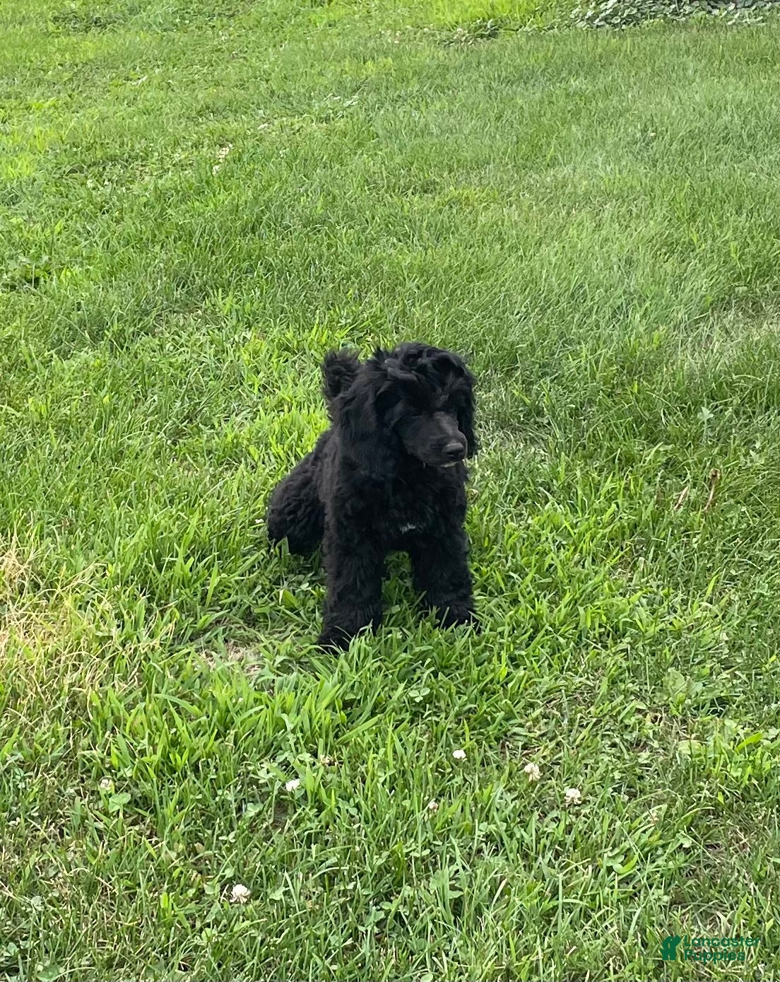 Miniature Poodle dogs Whit - Ad 1