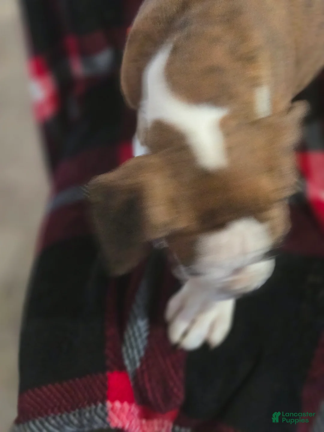 Boxer dogs for sale: Lady - Ad 7