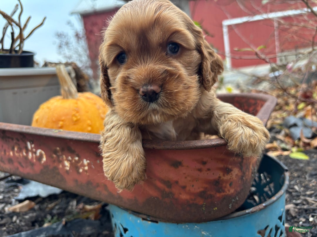 Cocker Spaniel dogs for sale: Duke  - Ad 3