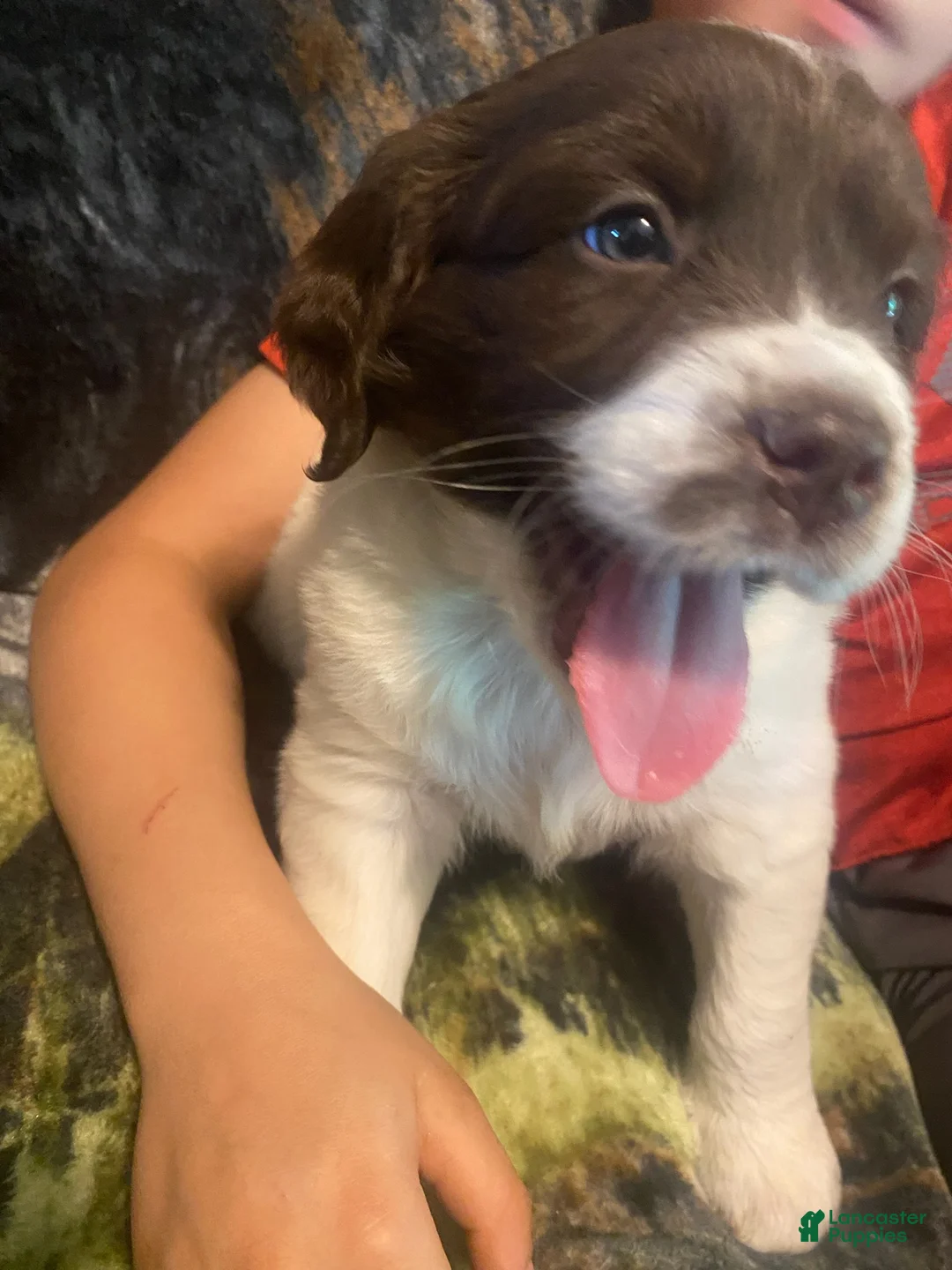 Mixed Breed dogs for sale: Callie - Ad 2