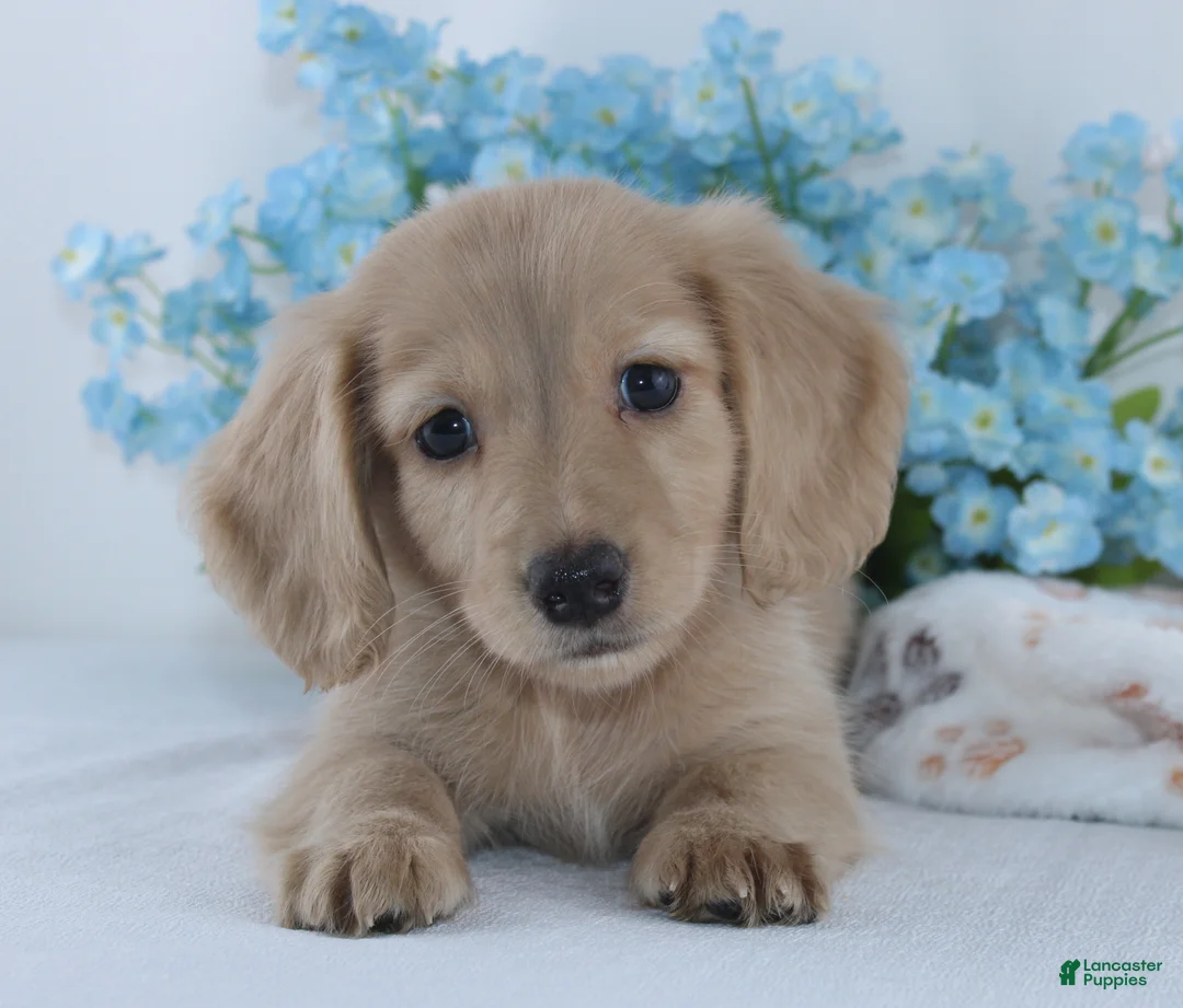 Miniature Dachshund dogs for sale: Gilbert - Ad 1