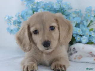 Miniature Dachshund dogs for sale: Gilbert - Ad 1