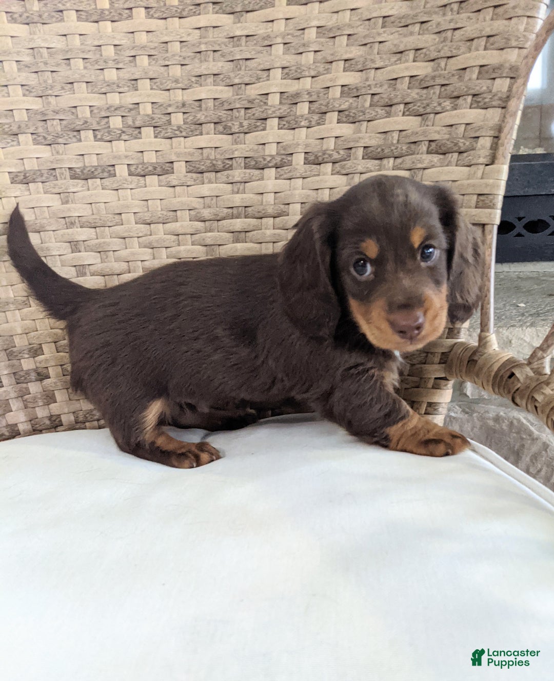 Miniature Dachshund dogs for sale: Coco - Ad 6