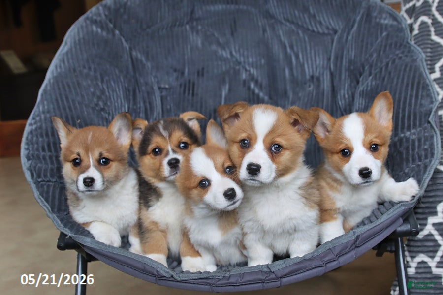Welsh Corgi Pembroke dogs Honey - Ad 2