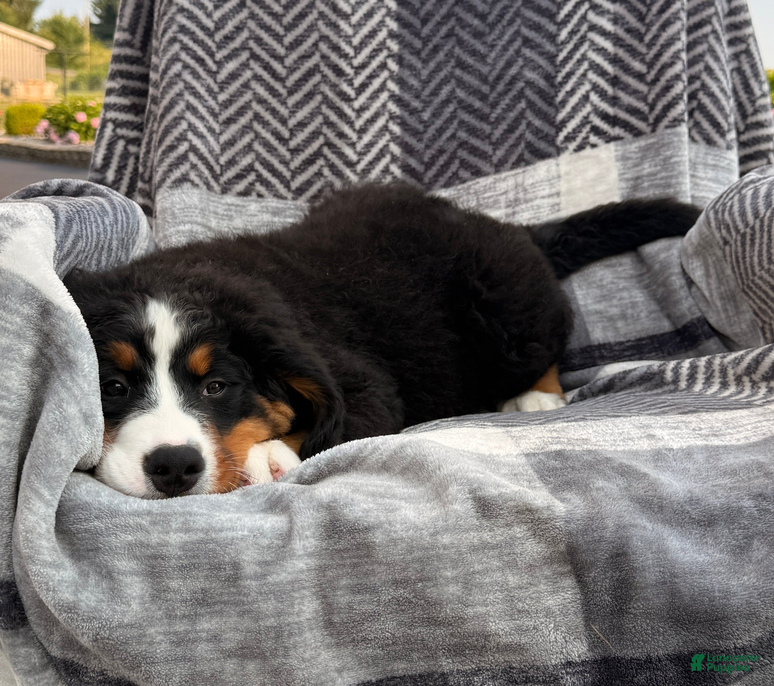 Bernese Mountain Dog dogs Roxy - Ad 2