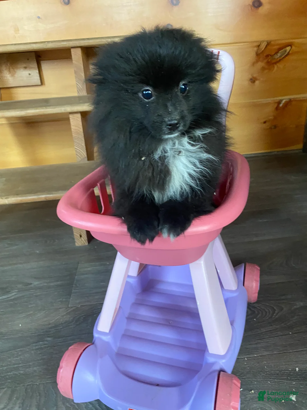 Pomeranian dogs for sale: Pomeranian Puppy 1 - Ad 1
