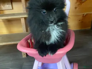 Pomeranian dogs Pomeranian Puppy 1 - Ad 29