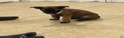 Belgian Malinois dogs for sale: Belgian Malinois 1 - Ad 2