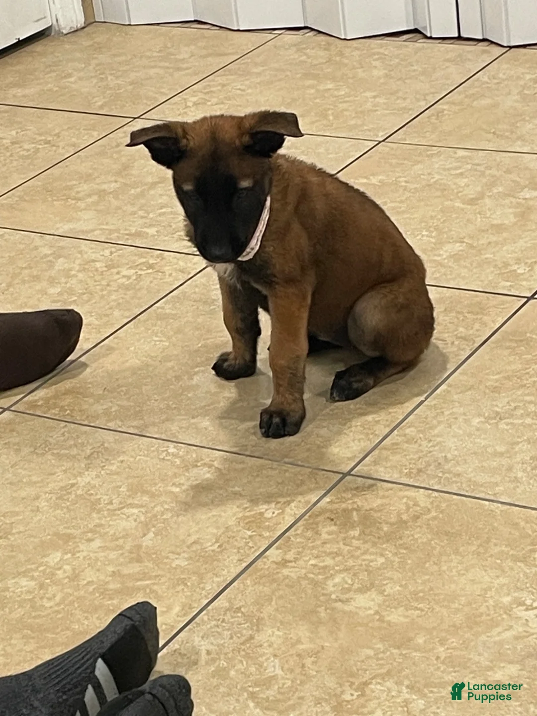 Belgian Malinois dogs for sale: Belgian Malinois 1 - Ad 2