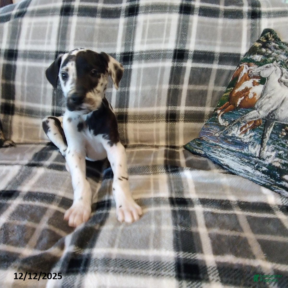 Great Dane dogs Oreo - Ad 14