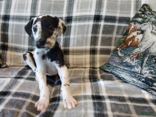 Great Dane dogs Oreo - Ad 3