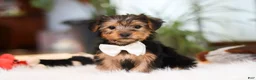 Yorkshire Terrier dogs for sale: Brianna - Ad 6