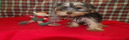 Yorkshire Terrier dogs for sale: Alex - Ad 5