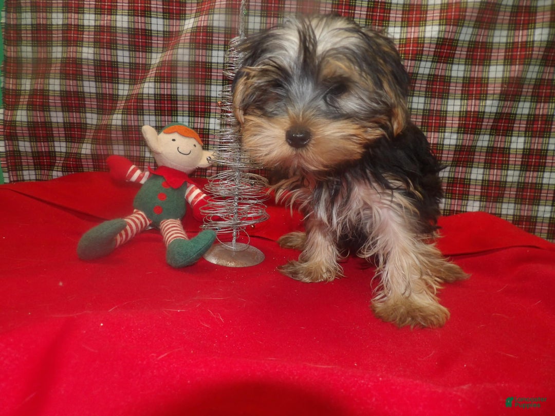 Yorkshire Terrier dogs for sale: Alex - Ad 5