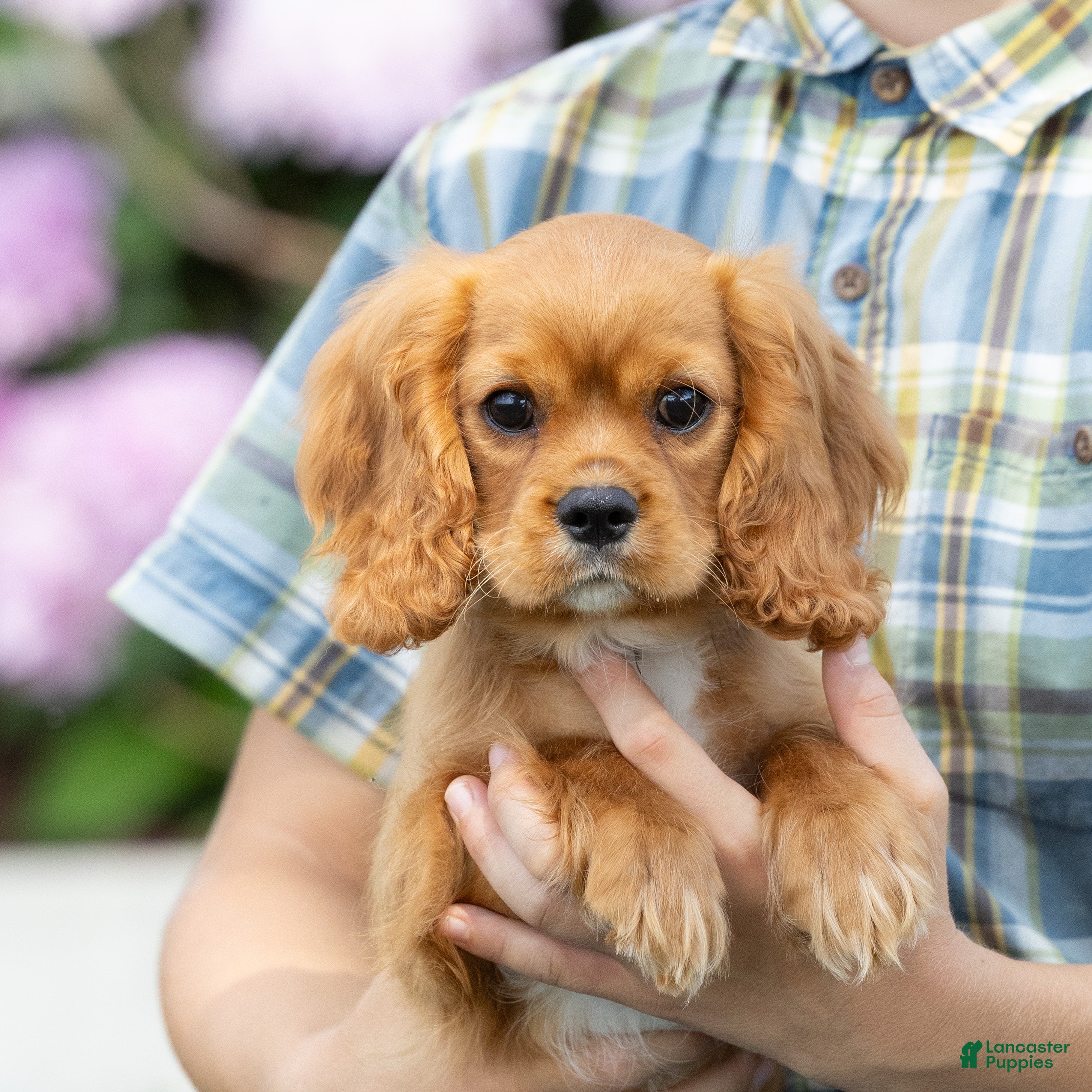 Cavalier King Charles Spaniel dogs Moses - Ad 1