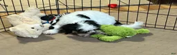 Shihpoo dogs for sale: Shihpoo 1 - Ad 9