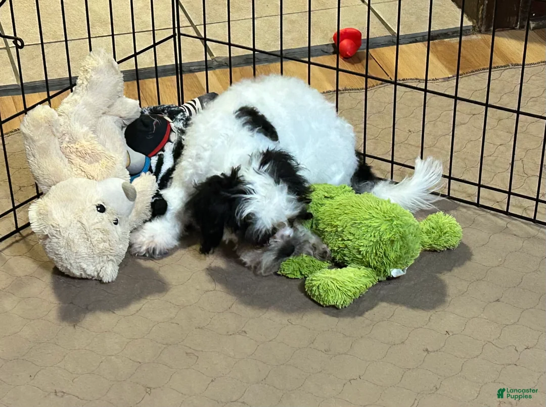 Shihpoo dogs for sale: Shihpoo 1 - Ad 9