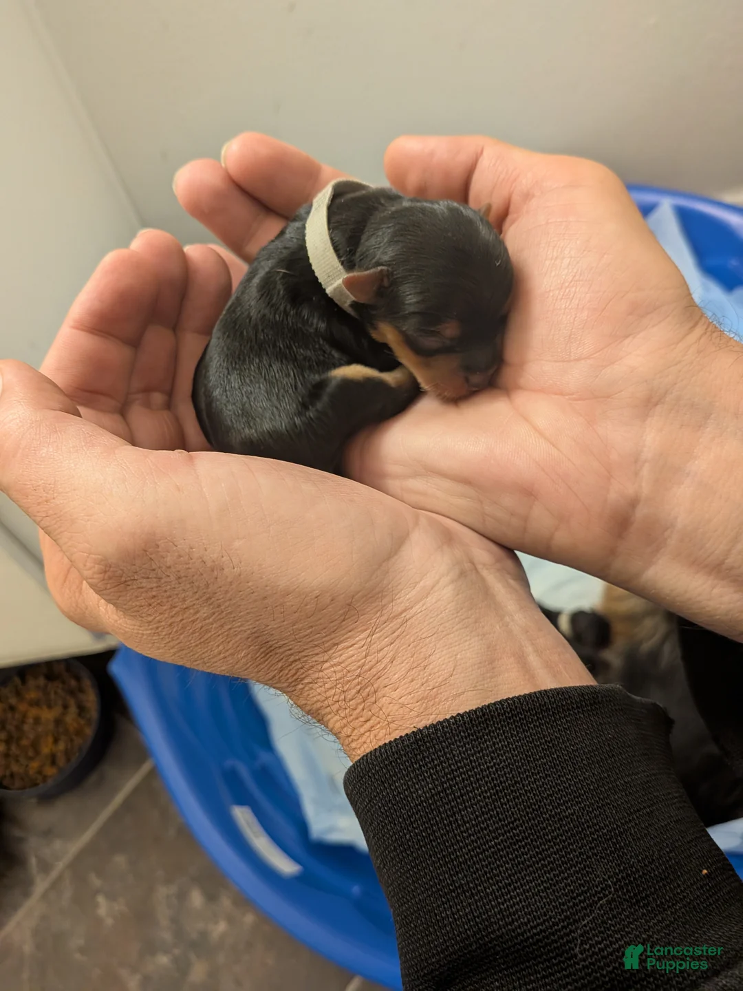 Yorkshire Terrier dogs for sale: Yorkshire Terrier Puppy 2 - Ad 1