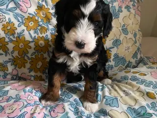 Mixed Breed dogs Ashton - Ad 40