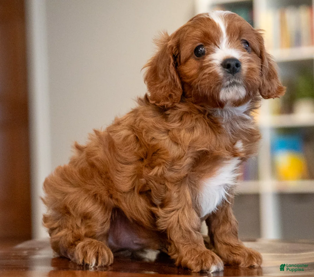 Cavapoo dogs for sale: Mako - Ad 2