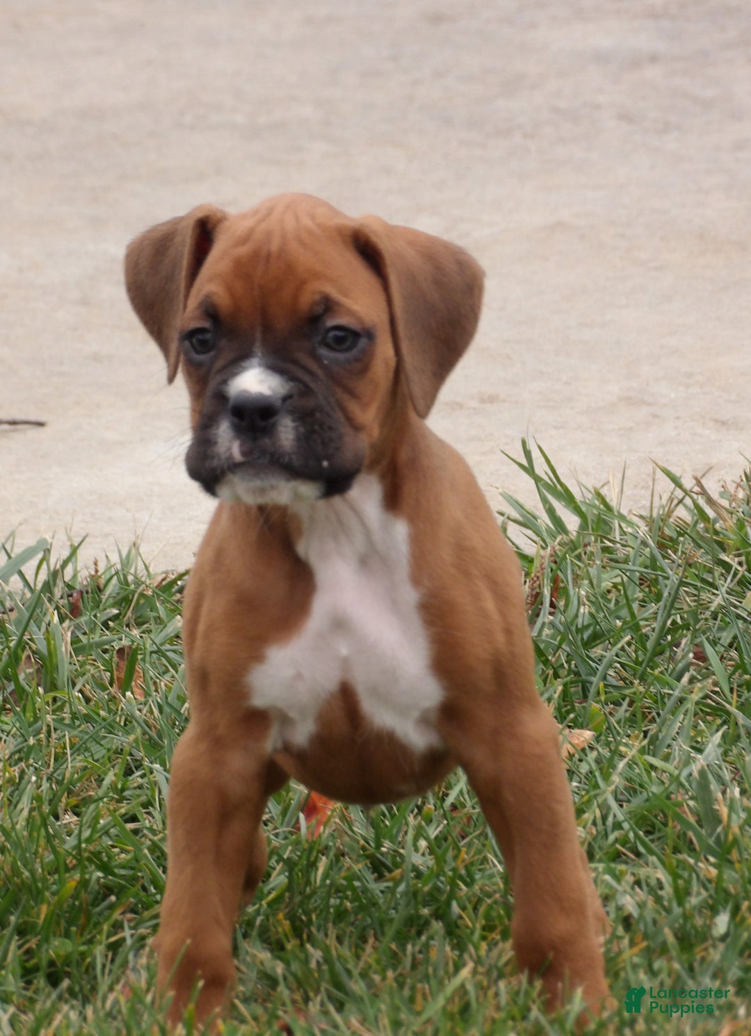 Boxer dogs for sale: Blaze - Ad 4