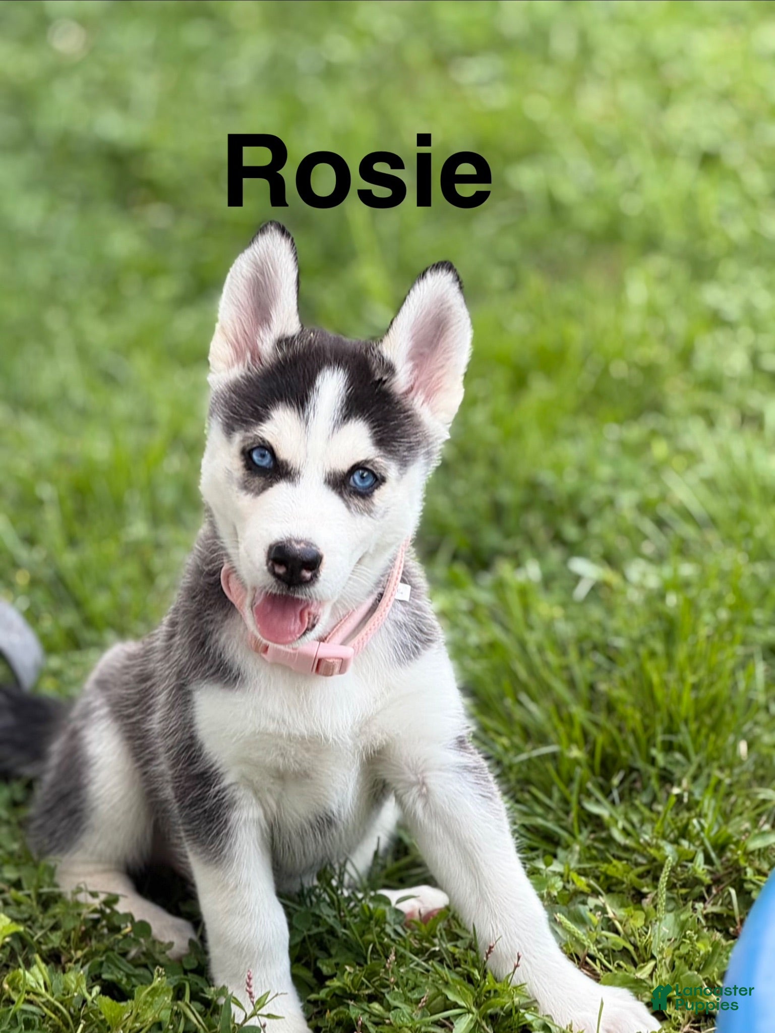 Siberian Husky dogs Rosie - Ad 35