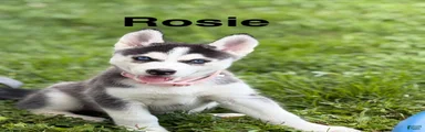 Rosie