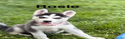 Siberian Husky dogs for sale: Rosie - Ad 1