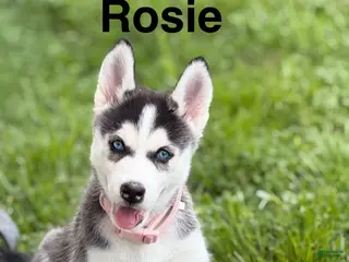 Siberian Husky dogs Rosie - Ad 35