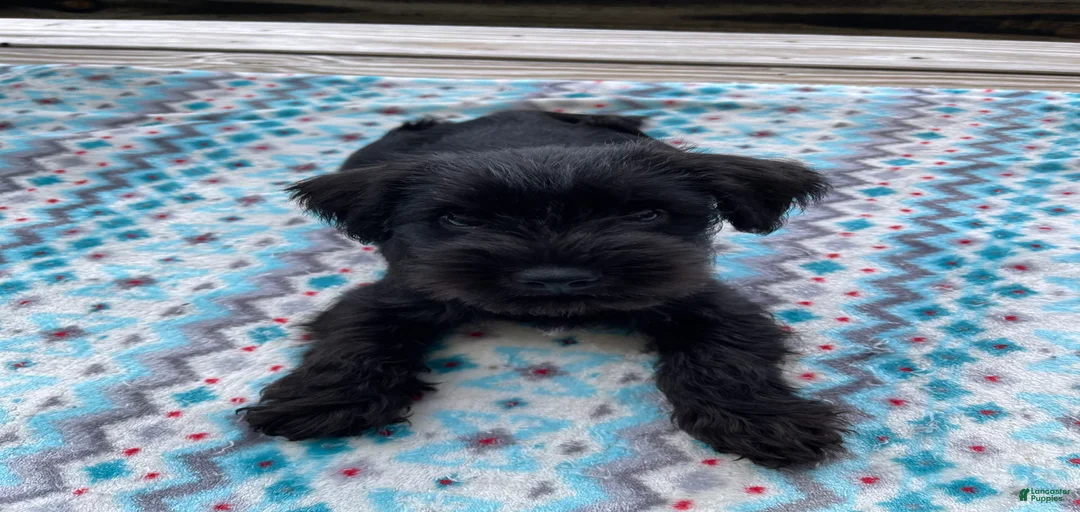 Gallery Image {{count}}