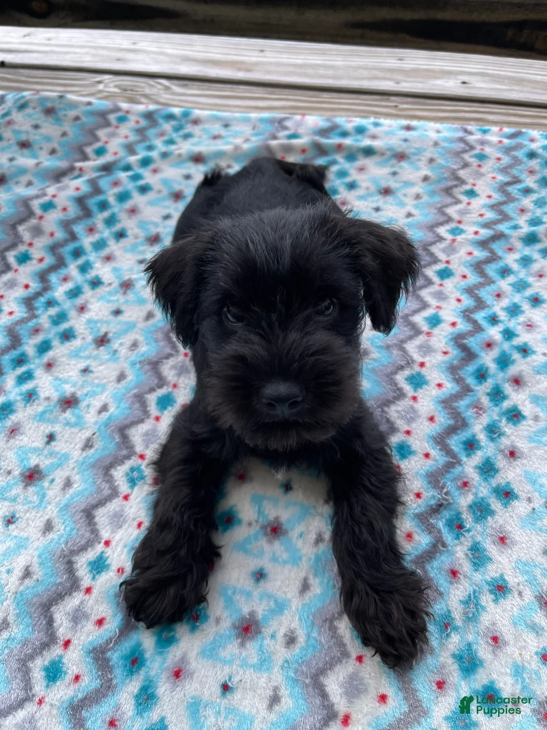 Gallery Image {{count}}