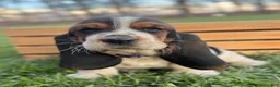 Basset Hound dogs for sale: Adelaide - Ad 12