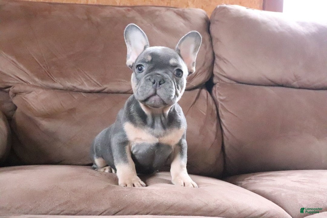 French Bulldog dogs for sale: Sandler - Ad 3
