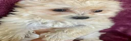 Yochon dogs for sale: Sammy - Ad 7