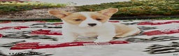 Welsh Corgi Pembroke dogs for sale: Abby - Ad 2