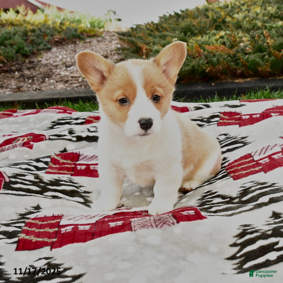 Welsh Corgi Pembroke dogs for sale: Abby - Ad 2