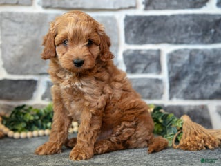 Cockapoo dogs - Ad 37