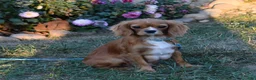 Cavapoo dogs for sale: Maggie  - Ad 8