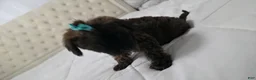 Yorkiepoo dogs for sale: Yorkiepoo 5 Orange Collar - Ad 13