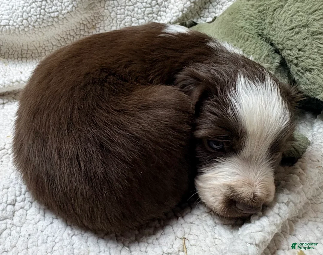 Australian Shepherd dogs for sale: Australian Shepherd Puppy 3 - Ad 1